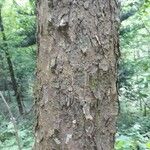 Pinus echinata Hábito