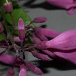 Fridericia chica Flor