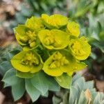 Euphorbia myrsinites Blodyn