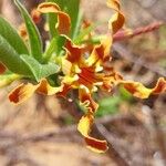 Strophanthus boivinii Flower