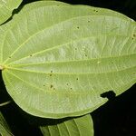 Piper reticulatum ഇല