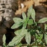 Amaranthus blitoides Folla