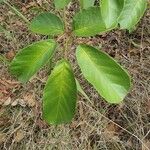 Handroanthus ochraceus 叶