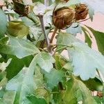 Hibiscus syriacus Frutto