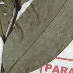 Guatteria richardii Otro
