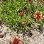 Gaillardia pulchellaΛουλούδι