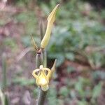 Ceropegia dichotoma Flower