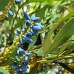 Berberis fortunei Fruit