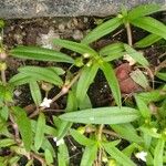 Oldenlandia corymbosa Blüte