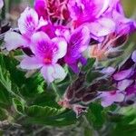 Pelargonium cucullatum Ліст