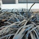 Ophiopogon planiscapus Ліст