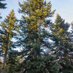 Abies alba Natur