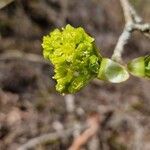Acer platanoides Květ