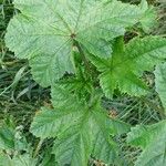 Malva arborea ഇല