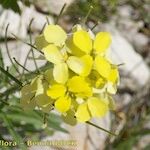 Erysimum ochroleucum Flor