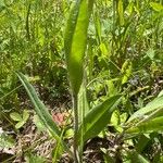 Hieracium caespitosum ᱥᱟᱠᱟᱢ