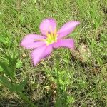 Sabatia campestris Flower