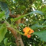 Lantana camaraΛουλούδι