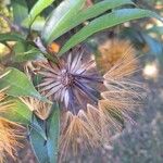 Stifftia chrysantha Fruit