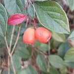 Cotoneaster franchetii Fruto
