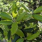 Quercus ilex Lapas