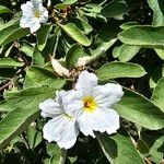 Cordia boissieri Blomst