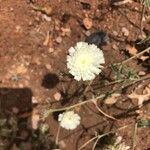 Picris asplenioides Květ