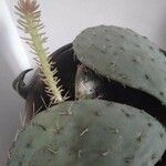 Opuntia phaeacantha Liść