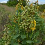 Crotalaria mitchellii Облик