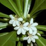 Scaevola taccada Flower