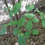 Cornus rugosa Foglia