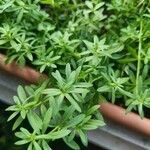 Galium aparineপাতা