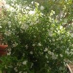 Cuphea hookeriana Flower