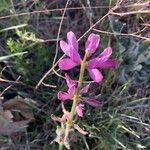 Lupinus hispanicus फूल
