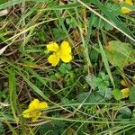 Potentilla erectaFlors