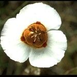 Calochortus vestae Flower
