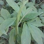 Arisaema dracontium 花