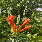 Campsis radicansFlor