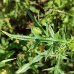 Cirsium ferox Blad