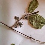 Vangueria madagascariensis Hoja