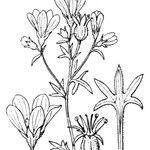 Saxifraga cervicornis Other