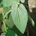 Stachys alpina Leaf