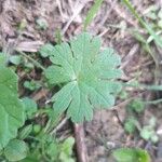 Geranium molleLeaf