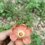 Uvaria grandiflora Flor
