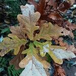 Quercus alba Blad