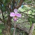 Papilionanthe teres Blomst