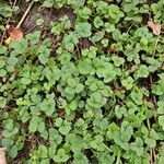 Potentilla indicaFolha