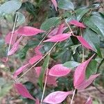 Syzygium luehmannii