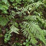 Polystichum transvaalense Vekstform