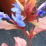 Ceratostigma plumbaginoides Λουλούδι